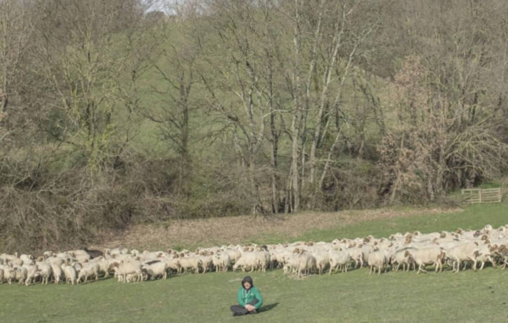 calcutta evergreen cover