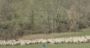 calcutta evergreen cover