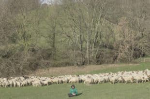 calcutta evergreen cover