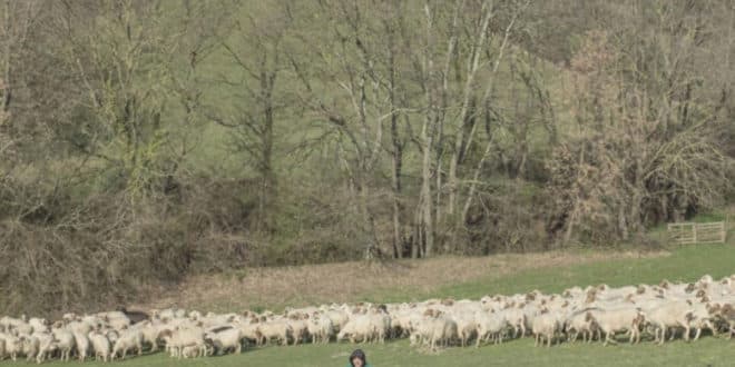 calcutta evergreen cover