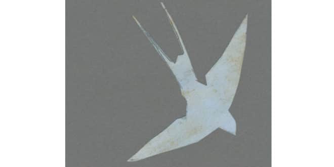 FABIO PUSTERLA - Cenere o terra