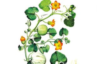 Wilhelm Schmid - La pienezza della vita - Fazi Editore