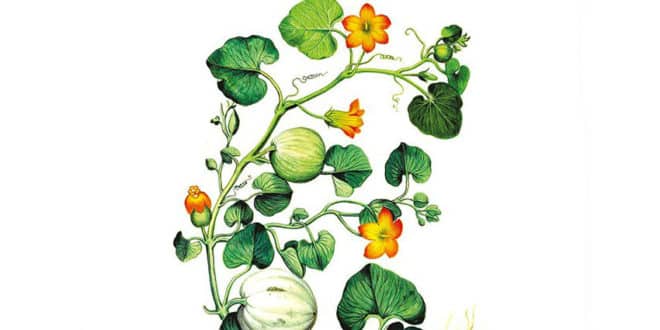 Wilhelm Schmid - La pienezza della vita - Fazi Editore