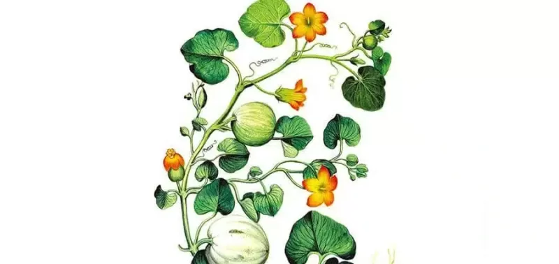 Wilhelm Schmid - La pienezza della vita - Fazi Editore