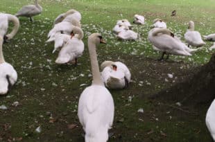 Basta odiare i negri accaniamoci su qualcun altro
