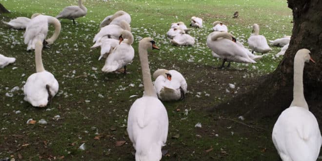 Basta odiare i negri accaniamoci su qualcun altro