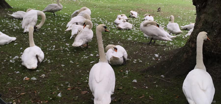 Basta odiare i negri accaniamoci su qualcun altro