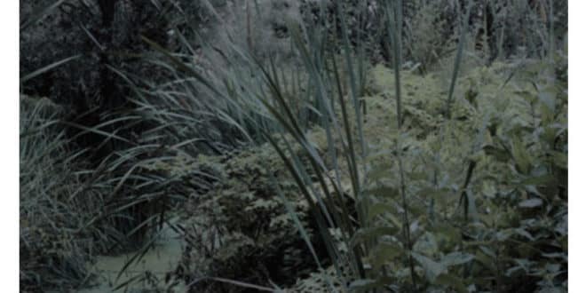 Davide Martirani - Come si sta al mondo - Quodlibet