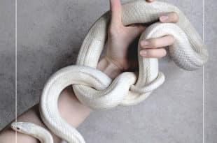 Vera Giaconi - Persone care - SUR