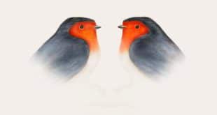 Brunori Sas - Cip! la nostra recensione