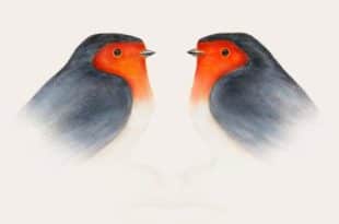 Brunori Sas - Cip! la nostra recensione