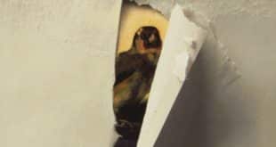 Il cardellino di Donna Tartt