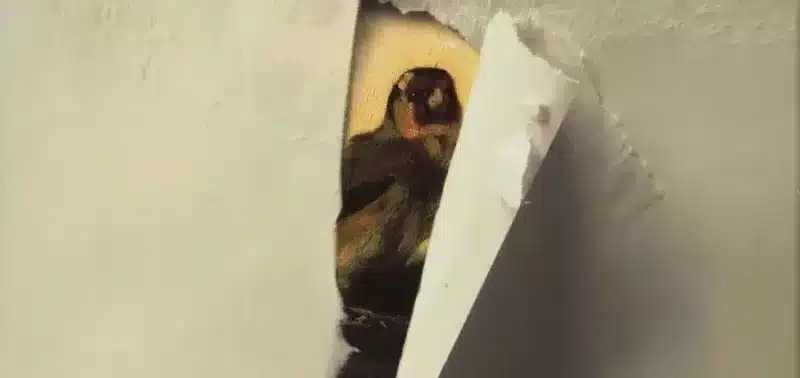 Il cardellino di Donna Tartt