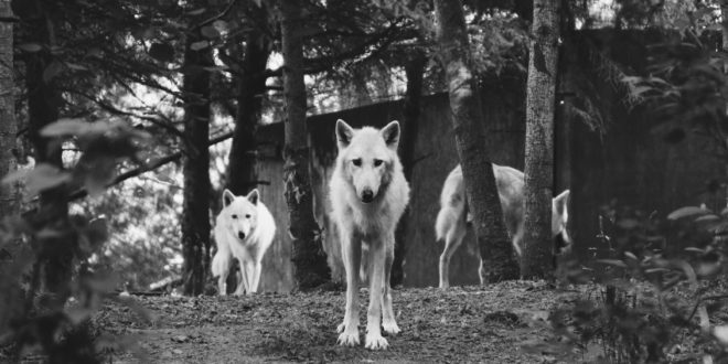 Telegram, revenge porn e altre questioni che ci riguardano