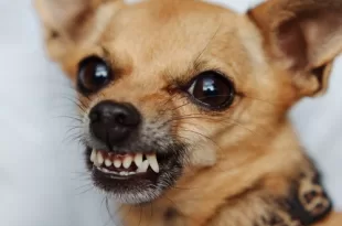 milano city marathon 2021