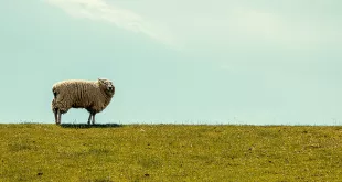 Milano-City-Marathon-2021-#4---In-direzione-cocciuta-e-contraria